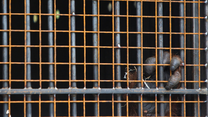 В Калининградском зоопарке умер борнейский орангутан Бенджамин - Новости Калининграда | Архив &quot;Клопс&quot;
