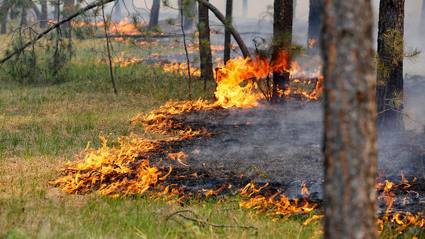На Балткосе ввели режим повышенной готовности из-за лесного пожара - Новости Калининграда | Фото: администрация Балтийского городского округа