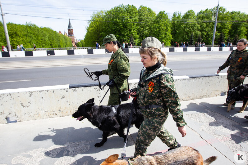 Калининградцы провели маршем своих собак в стилизованной амуниции (фото) - Новости Калининграда
