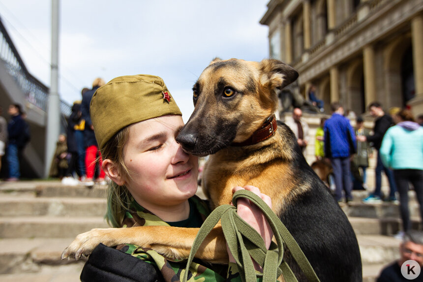 Калининградцы провели маршем своих собак в стилизованной амуниции (фото) - Новости Калининграда | Фото: Александр Подгорчук / &quot;Клопс&quot;