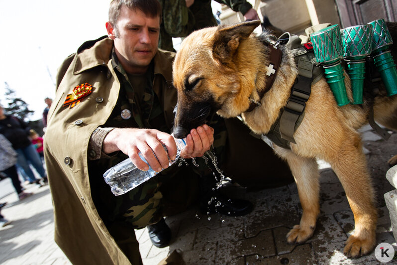 Калининградцы провели маршем своих собак в стилизованной амуниции (фото) - Новости Калининграда