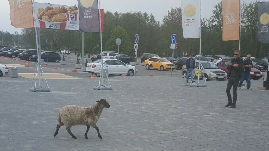 На парковке аэропорта "Храброво" обнаружили гуляющую овцу (фото) - Новости Калининграда | Фото очевидца