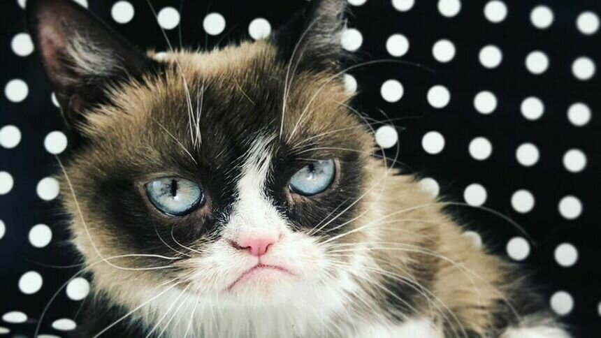 В США умерла героиня мемов — &quot;сердитая кошка&quot; - Новости Калининграда | Фото со страницы realgrumpycat / Instagram