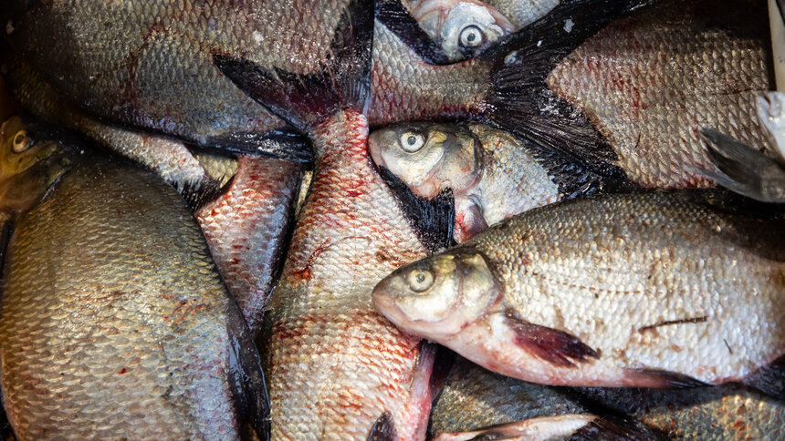 В России предложили ввести нормы вывоза улова для рыбаков-любителей - Новости Калининграда | Архив &quot;Клопс&quot;