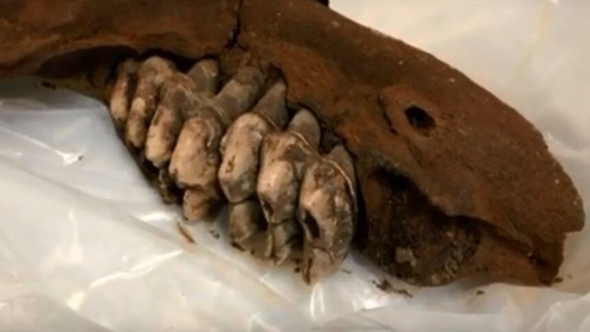 В США подросток нашёл челюсть гигантского доисторического животного  - Новости Калининграда | Кадр видеозаписи
