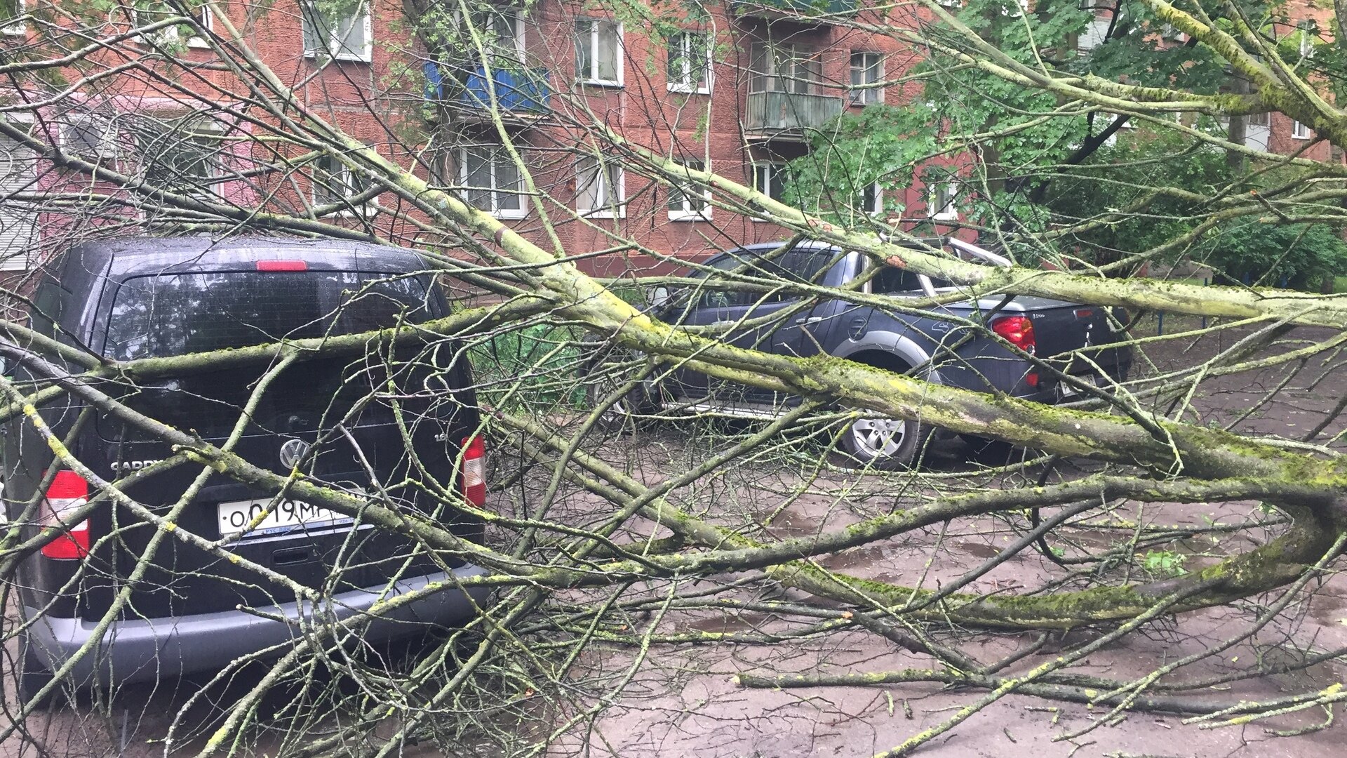 На перекрёстке Соммера — Рокоссовского на две машины упало дерево (фото) -  Новости Калининграда