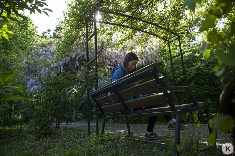 "Впервые глициния цветёт так пышно": фоторепортаж из ботанического сада - Новости Калининграда | Виктор Буздин / &quot;Клопс&quot;