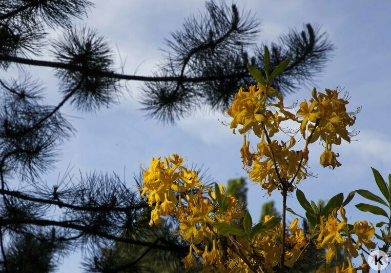 "Впервые глициния цветёт так пышно": фоторепортаж из ботанического сада - Новости Калининграда | Виктор Буздин / &quot;Клопс&quot;