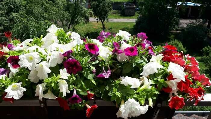 Уехать в отпуск и забыть про цветы: удобрение калининградского производства позволяет поливать растения раз в неделю - Новости Калининграда