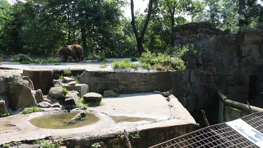 В Калининградском зоопарке перестроят  медвежатник и реконструируют вольер для тюленей - Новости Калининграда | Фото: пресс-служба администрации Калининграда