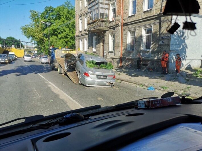 В Черняховске на BMW упало дерево и раздавило капот - Новости Калининграда | Фото: очевидец