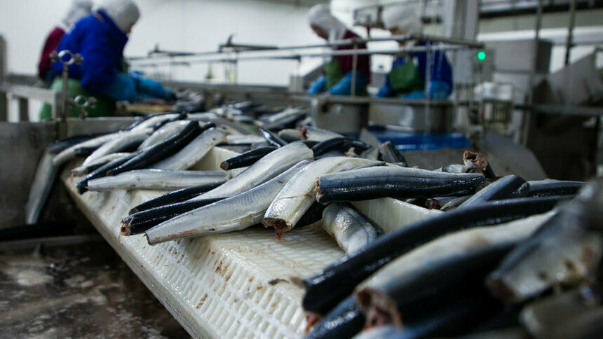 Исследователи нашли в морской рыбе вызывающий рак микропластик - Новости Калининграда | Архив &quot;Клопс&quot;