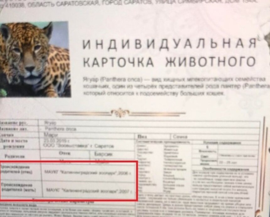В интернете пытались продать трёхмесячного котёнка от несуществующих “калининградских ягуаров” - Новости Калининграда | Фото: kldzoo.ru
