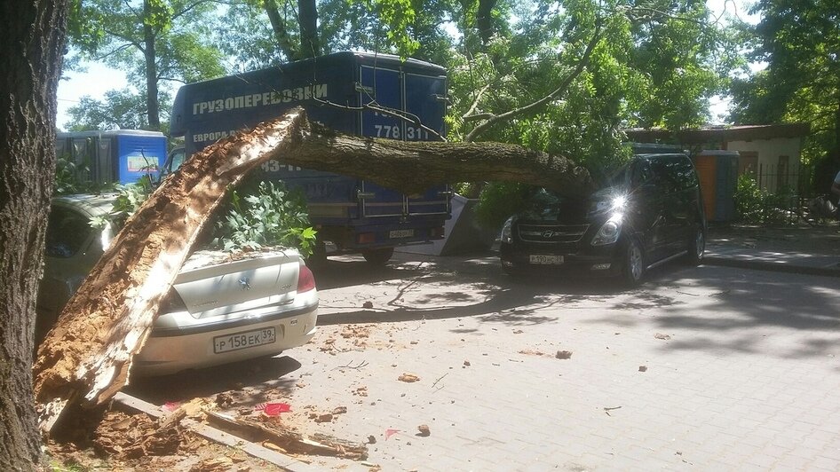 На Верхнем озере в Калининграде упавшее дерево повредило два автомобиля (фото) - Новости Калининграда | Фото: очевидец