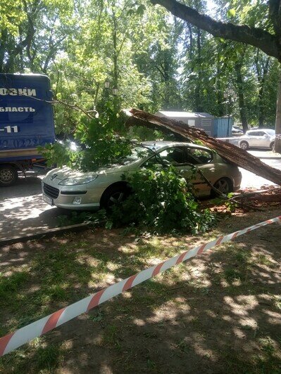 На Верхнем озере в Калининграде упавшее дерево повредило два автомобиля (фото) - Новости Калининграда | Фото: очевидец