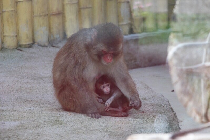 В Калининградском зоопарке у японских макак родился детёныш (фото) - Новости Калининграда | Фото: пресс-служба Калининградского зоопарка