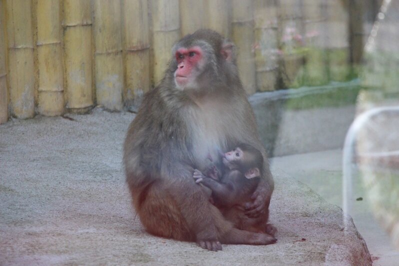 В Калининградском зоопарке у японских макак родился детёныш (фото) - Новости Калининграда | Фото: пресс-служба Калининградского зоопарка