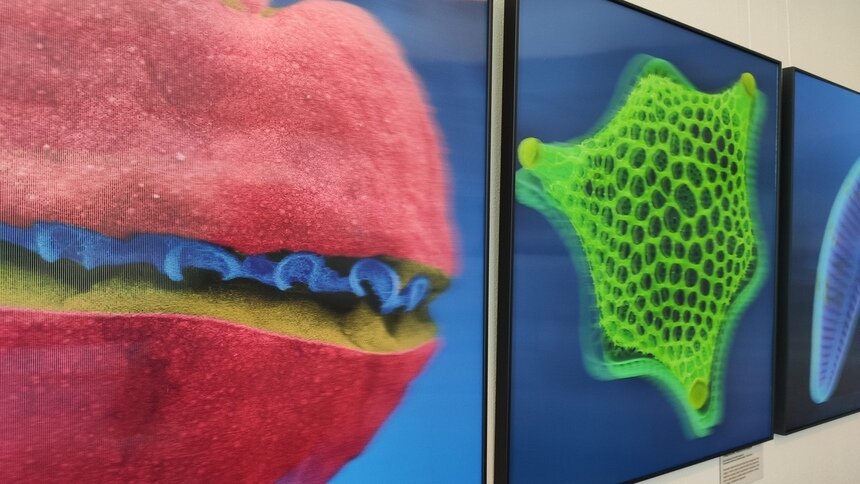 В Музее Мирового океана покажут уникальные 3D-фотографии микроорганизмов - Новости Калининграда | Фото: пресс-служба Музея Мирового океана