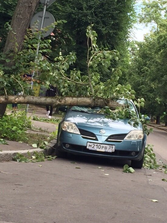 На ул. Чайковского из-за ветра упало дерево и повредило Nissan (фото) - Новости Калининграда | Фото: Елизавета Сергеевна