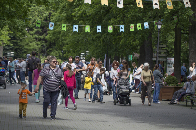 В зоопарке пройдёт вкусный праздник День мороженого - Новости Калининграда