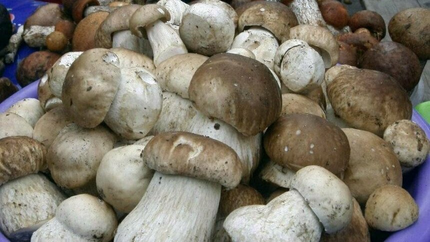 Диетолог рассказала, сколько грибов можно съесть без вреда для здоровья - Новости Калининграда | Архив &quot;Клопс&quot;