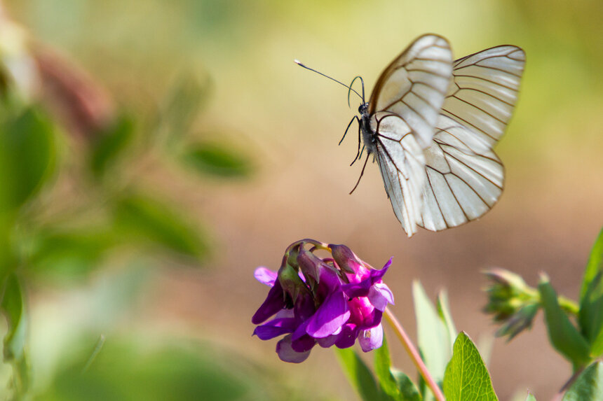 Учёные заявили о массовом вымирании бабочек в США  - Новости Калининграда | Архив &quot;Клопс&quot;