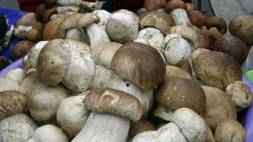 Как правильно собирать и готовить грибы: инструкция Роспотребнадзора - Новости Калининграда | Архив &quot;Клопс&quot;