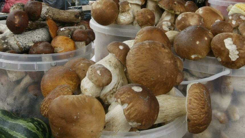 В региональном Роспотребнадзоре рассказали, кому не рекомендуется есть грибы - Новости Калининграда | Архив &quot;Клопс&quot;