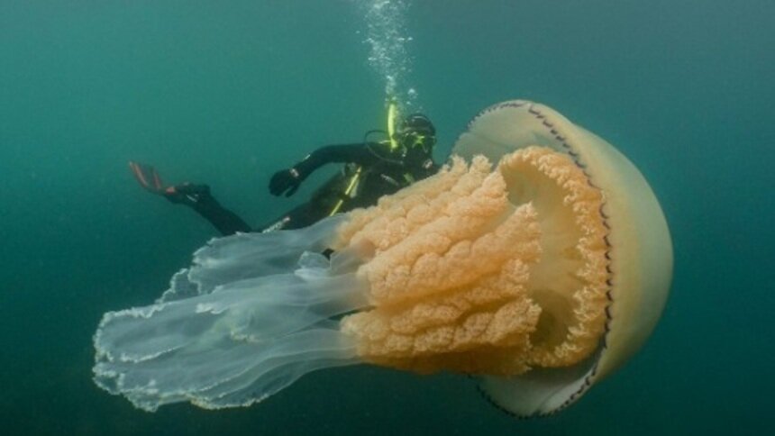 В Великобритании дайверы сфотографировали медузу размером с человека - Новости Калининграда | Фото:  twitter.com/LizzieRDaly