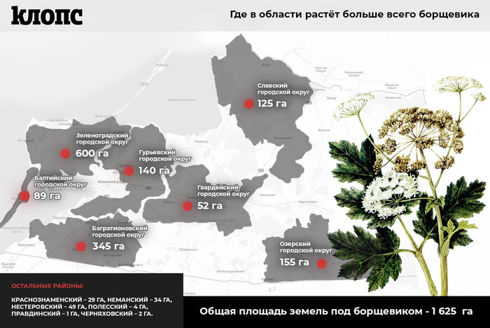 Где в Калининградской области больше всего распространён борщевик (инфографика) - Новости Калининграда