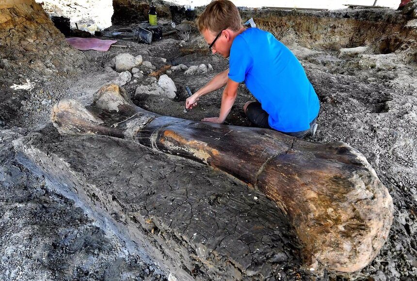 Во Франции нашли двухметровую бедренную кость динозавра возрастом 140 млн лет - Новости Калининграда | Фото: thehistoryblog.com