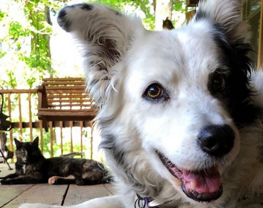 В США умерла собака, которую называли самой умной в мире   - Новости Калининграда | Фото: Instagram.com/chaserthebordercollie