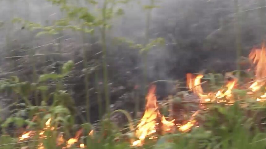 Как горит больше миллиона гектаров леса в Сибири (видео) - Новости Калининграда | Изображение: кадр из видео