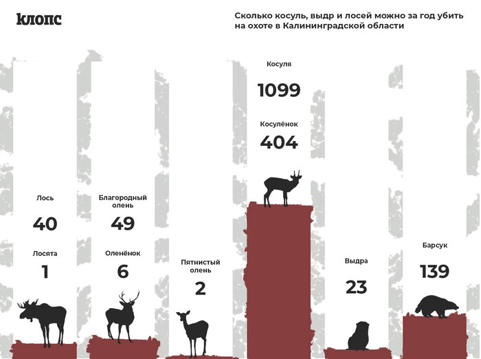 Сколько лосей, косуль, оленей и выдр можно убить на охоте в Калининградской области (инфографика) - Новости Калининграда