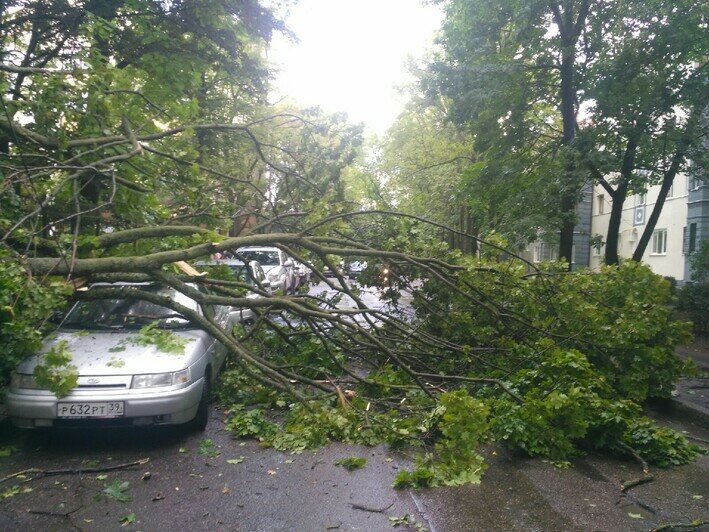 Упавшее дерево перегородило проезжую часть на улице Колоскова (фото) - Новости Калининграда | Фото: очевидец