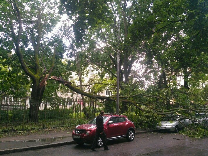 Упавшее дерево перегородило проезжую часть на улице Колоскова (фото) - Новости Калининграда | Фото: очевидец
