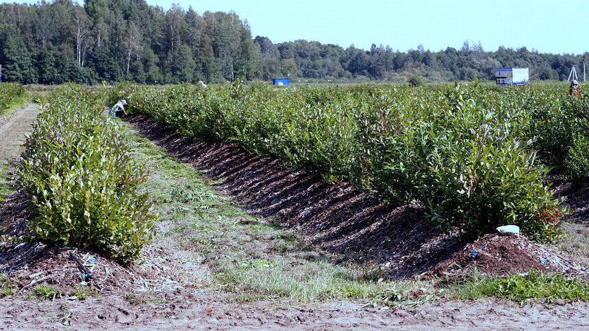 В регионе расширит производство предприятие по выращиванию клюквы, голубики и жимолости - Новости Калининграда | Архив &quot;Клопс&quot;