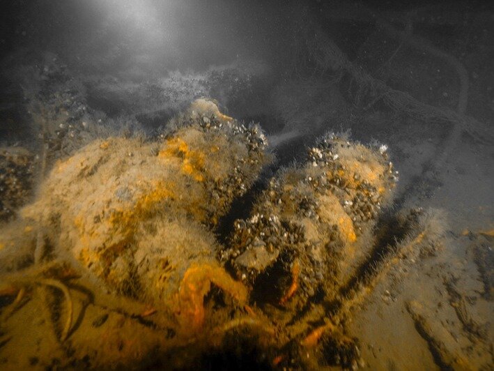 На дне Балтийского моря нашли остатки затонувшей баржи и деревянного судна (фото) - Новости Калининграда | Фото: Музей Мирового океана / Facebook