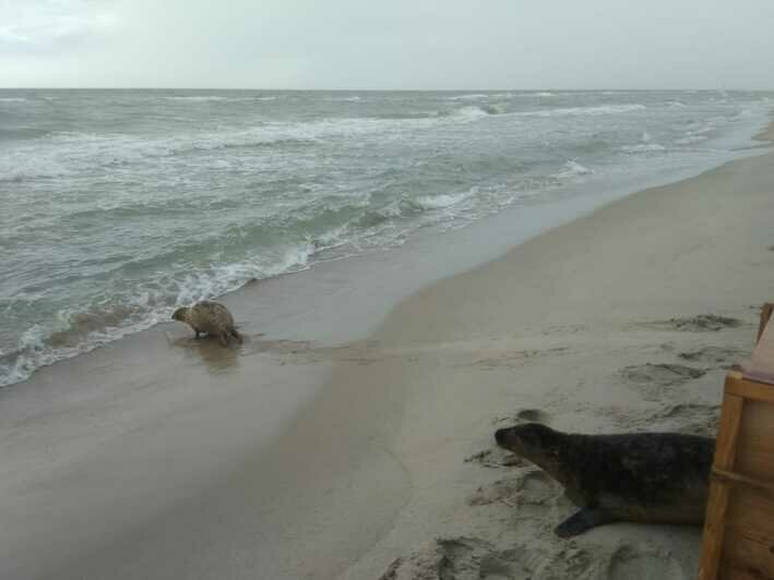 В Балтийское море выпустили двух спасённых тюленей (фото, видео) - Новости Калининграда | Фото: пресс-служба Калининградского зоопарка
