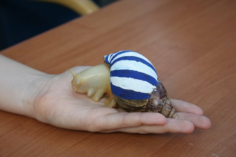 Черепахи в полосатом: в Музее Мирового океана отметили день тельняшки (фото) - Новости Калининграда | Фото: пресс-служба Музея Мирового океана / Facebook