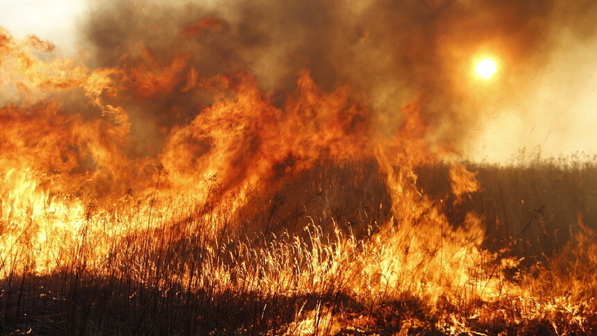 В Полесском округе загорелись три с половиной гектара камыша - Новости Калининграда | Архив &quot;Клопс&quot;