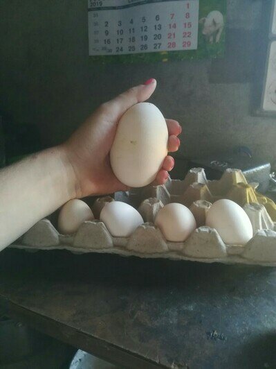 В Зеленоградском районе курица снесла яйцо рекордного размера (фото) - Новости Калининграда | Фото: Анастасия Паршина