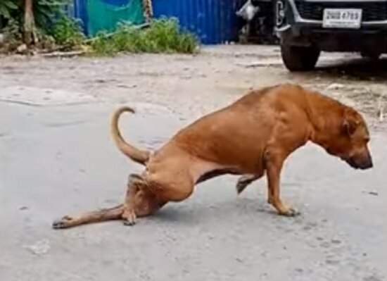 В Бангкоке бездомная собака притворялась больной, чтобы выпрашивать еду (видео)   - Новости Калининграда | Кадр видеозаписи