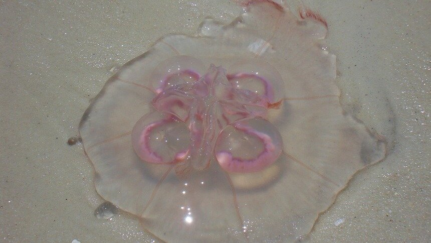Биолог попросила бережно относиться к обитающим в Балтийском море медузам - Новости Калининграда | Фото: pixabay