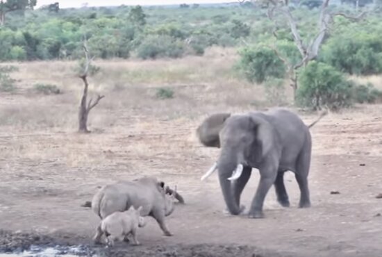 В нацпарке ЮАР драка слона и носорога попала на видео   - Новости Калининграда | Фото: кадр видеозаписи