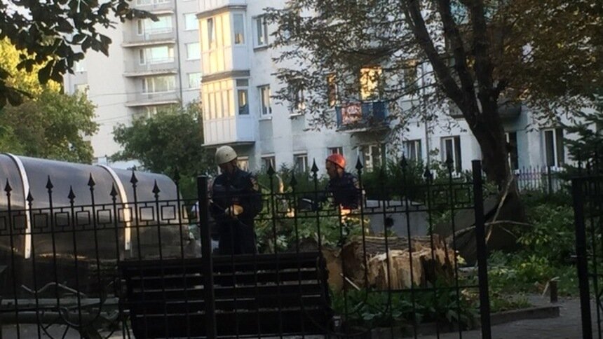 Очевидцы: в Калининграде на музей &quot;Бункер&quot; упало дерево - Новости Калининграда | Фото очевидца