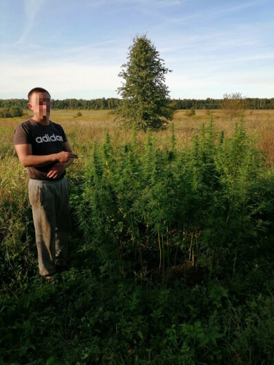Полиция устроила засаду в лесу под Полесском, чтобы выследить выращивающего коноплю мужчину (фото)  - Новости Калининграда | Фото: пресс-служба регионального УМВД