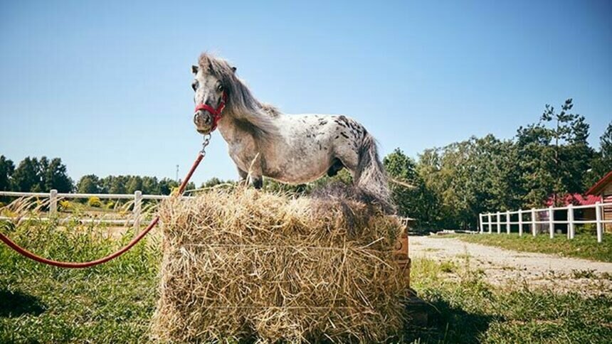 В Польше найден самый маленький в мире конь   - Новости Калининграда | Фото: guinnessworldrecords.com