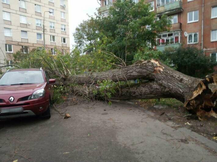 На ул. Рокоссовского ветер повалил дерево на припаркованные автомобили (фото) - Новости Калининграда | Фото: очевидец