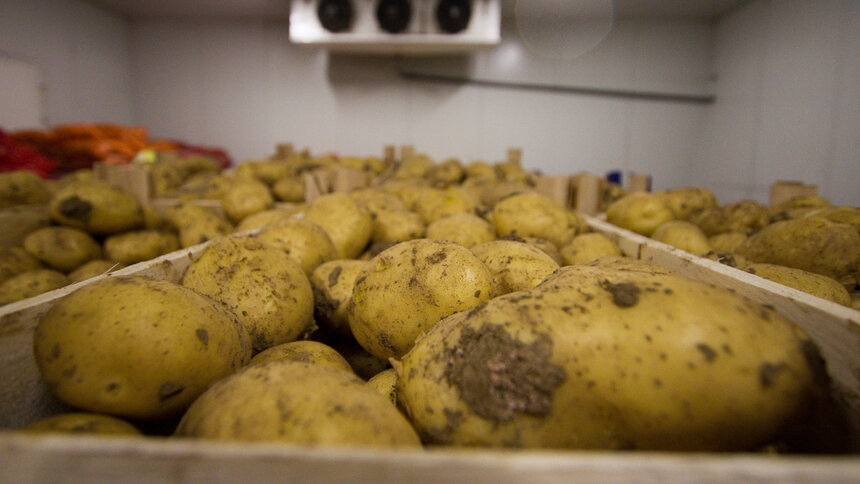 В Калининградской области картошка уродилась лучше, чем в среднем по стране   - Новости Калининграда | Архив &quot;Клопс&quot;